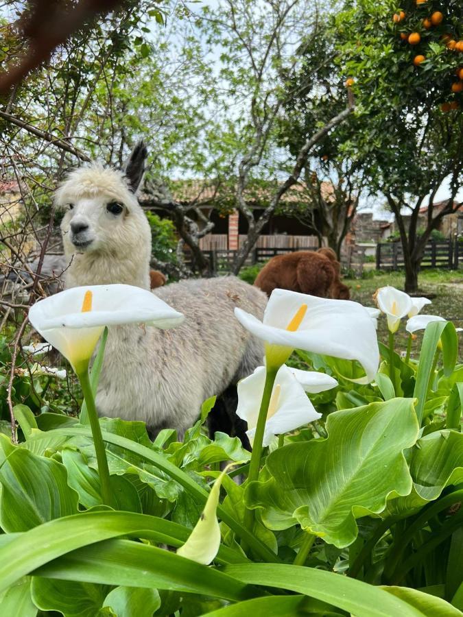 Monte Frio Alpacas Villa Nariz Eksteriør bilde